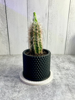 3D Printed Plant Drip Tray - White - 6 Inch