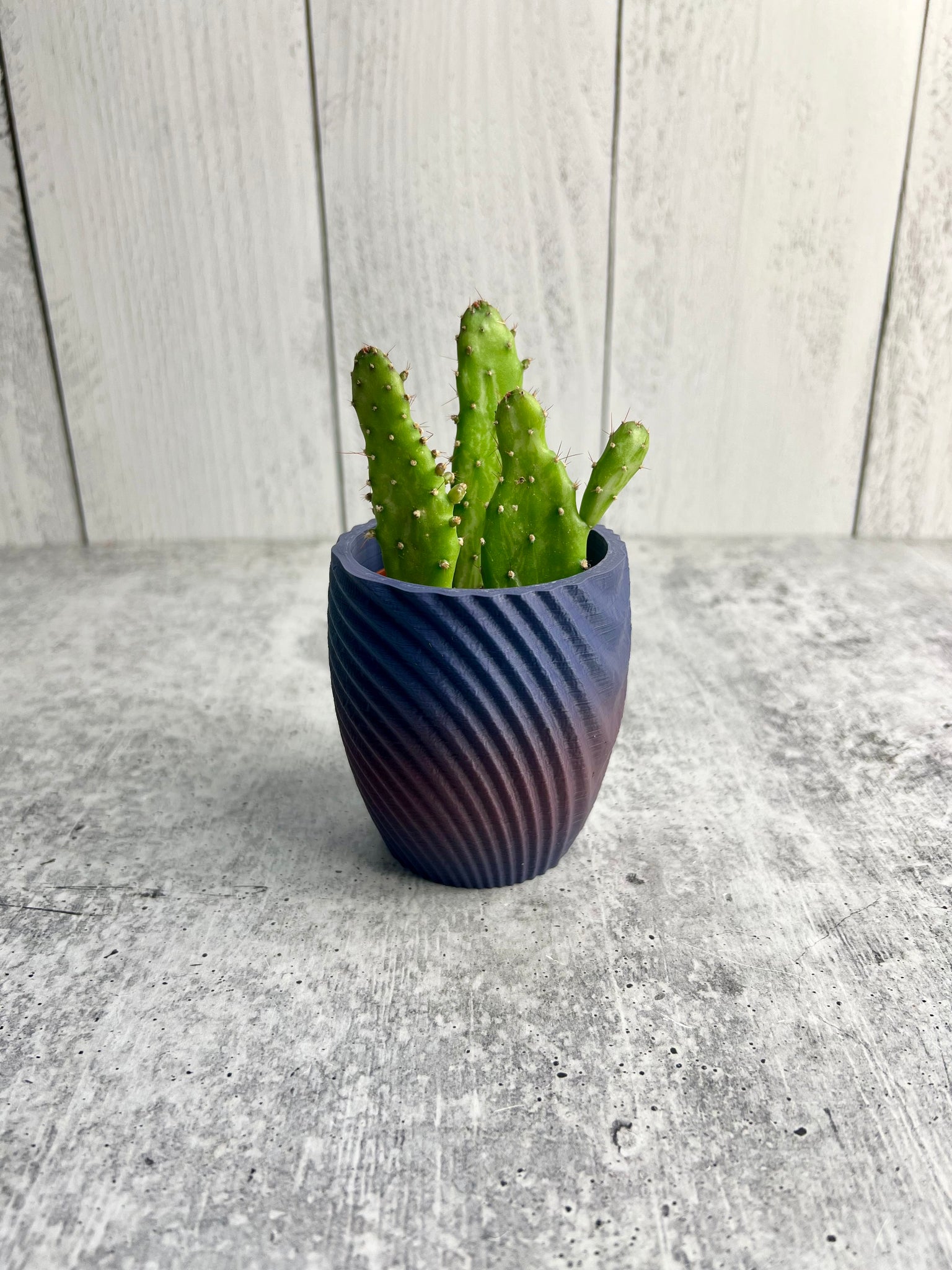 succulent 3d Succulent / Cactus 3D Printed Pot