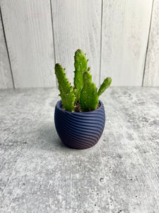 Succulent / Cactus 3D Printed Pot - Home Decor