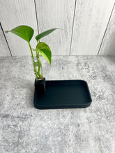 Load image into Gallery viewer, 3D Printed Catch All Bowl with Propagation Stand - Bud Vase - Key Bowl